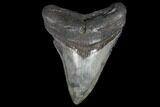 3.65" Fossil Megalodon Tooth - South Carolina - #130731-1